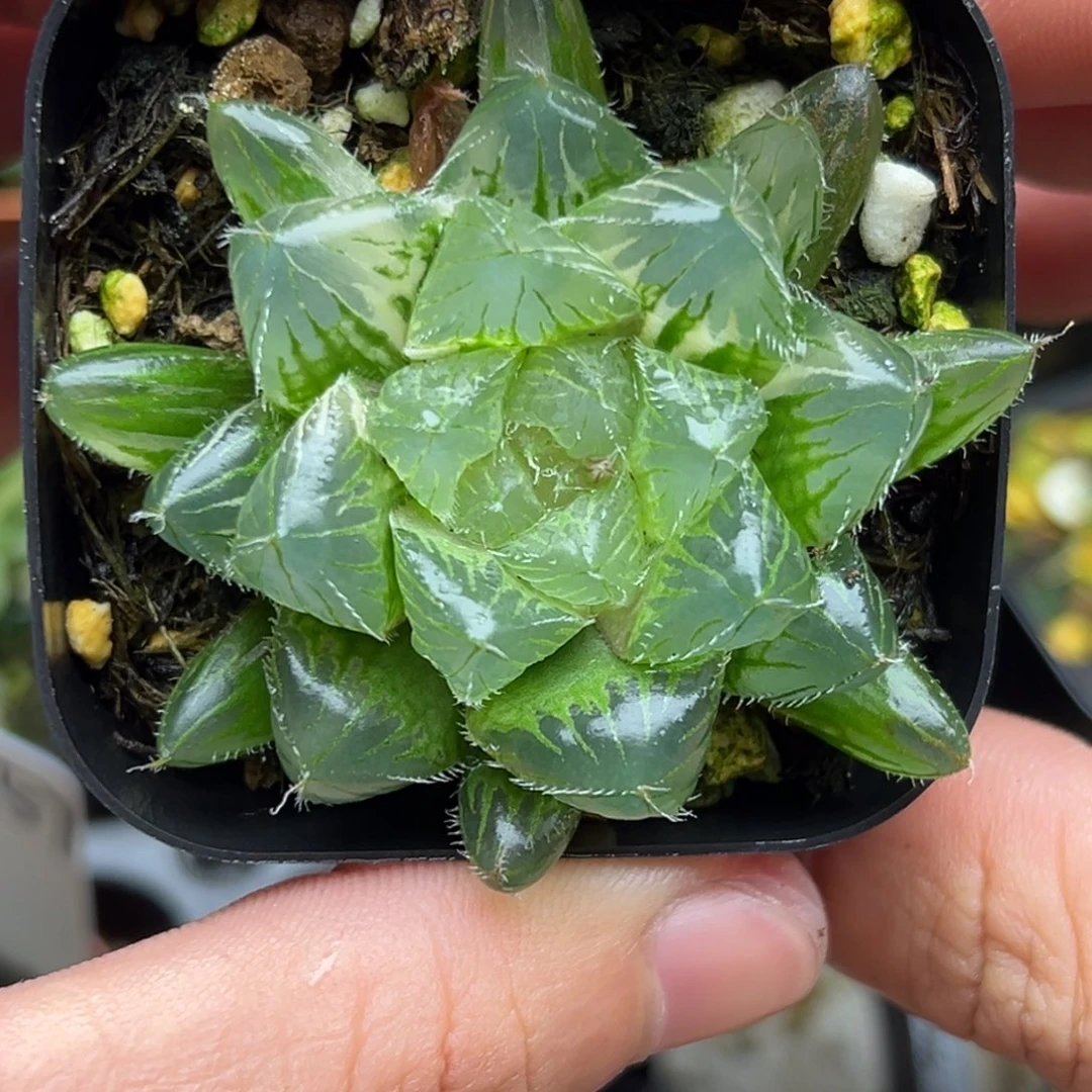161夏沫玉露锦一物一拍