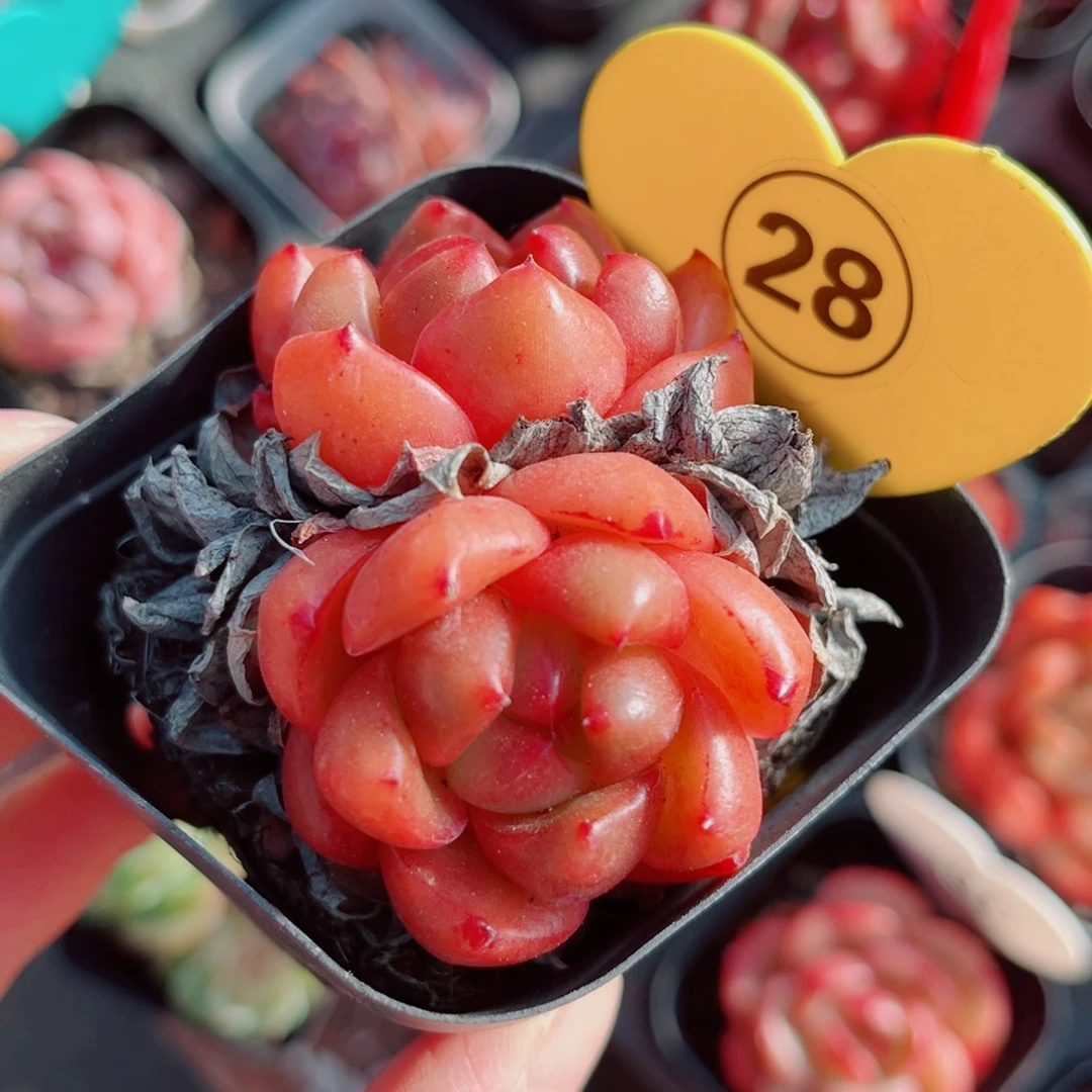 28号小老桩安可珍妮双头