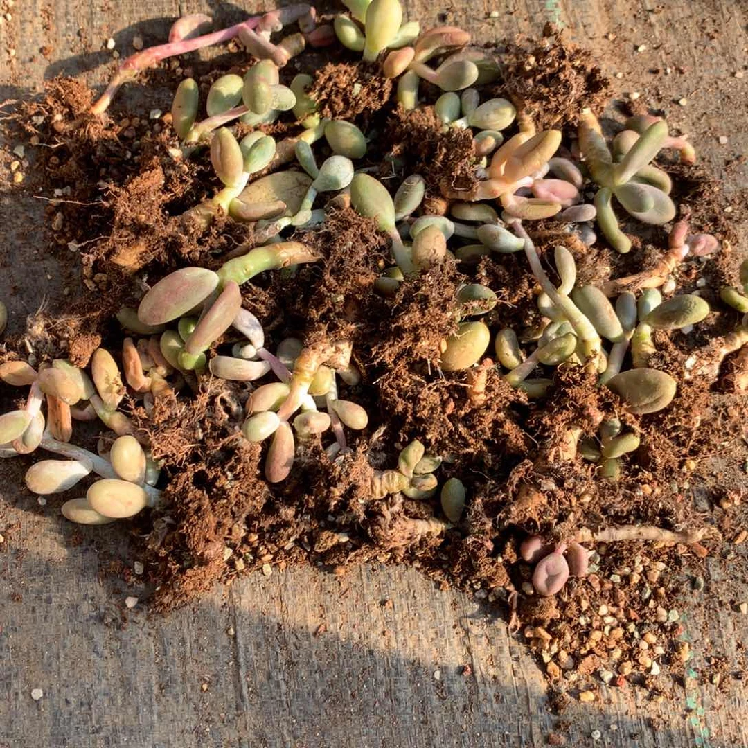 一起啊哈狗和后给哈更尴尬