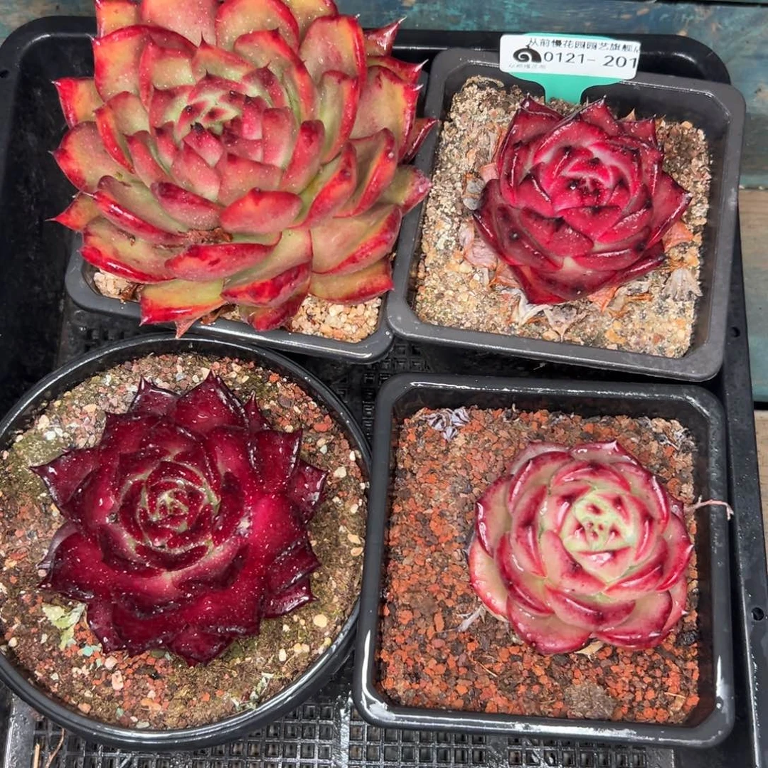 多肉精选编号0121.201