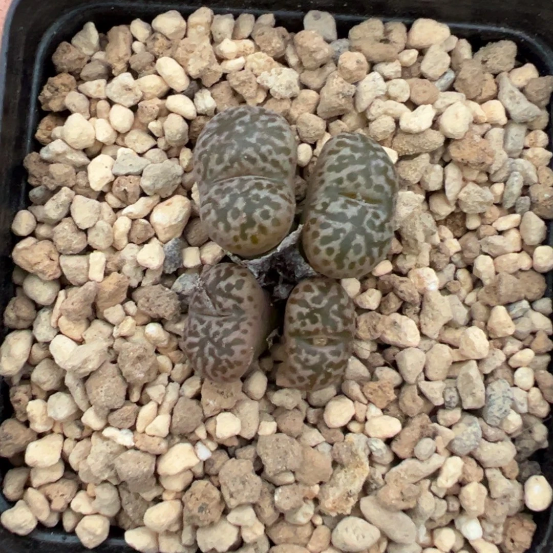 9-22肉锥多肉植物