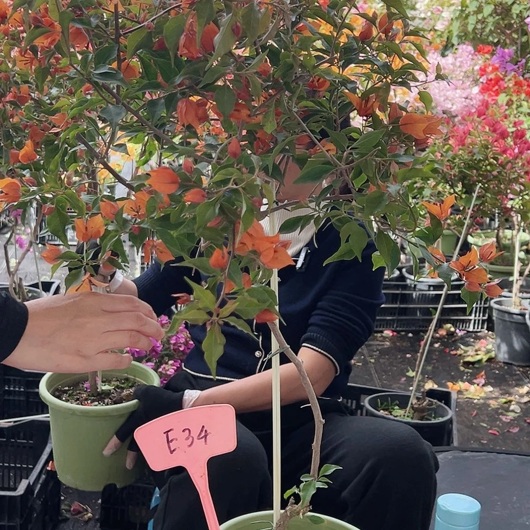 糖***糖大部分花苞少量开放E34橙桑巴