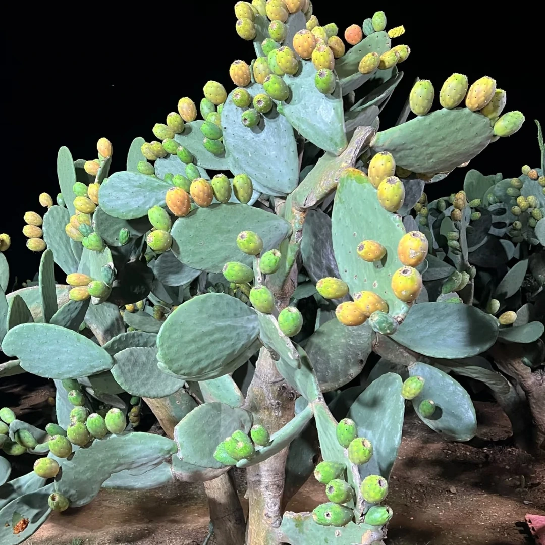 仙人掌可食用美容灌肤无刺盆栽多肉绿植种植仙人掌盆栽多肉植物