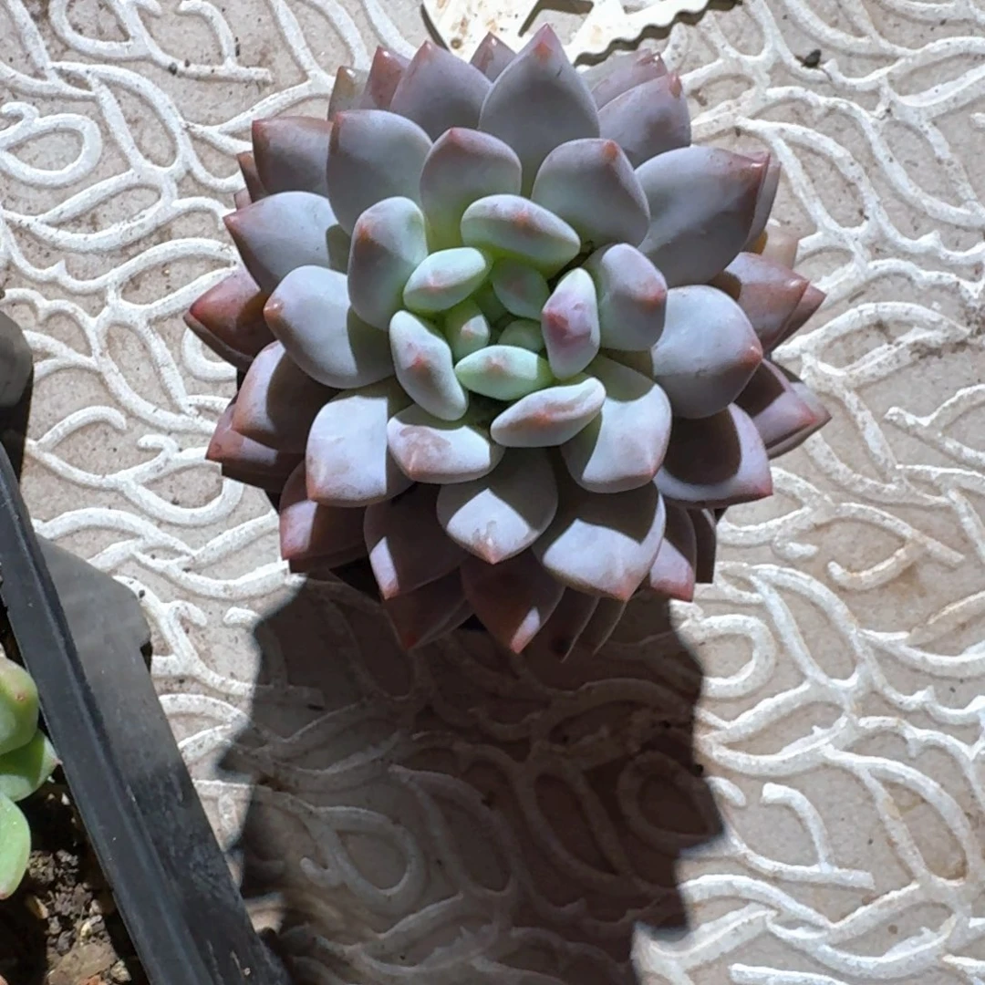 菩提没人多肉（35包邮偏远地区128包邮