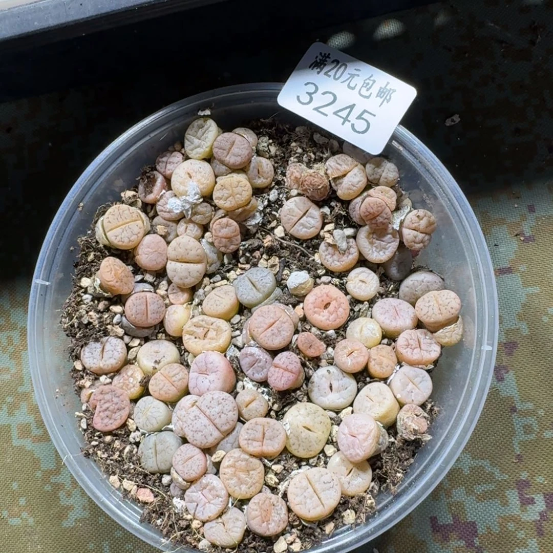 3245。C189荒一盒