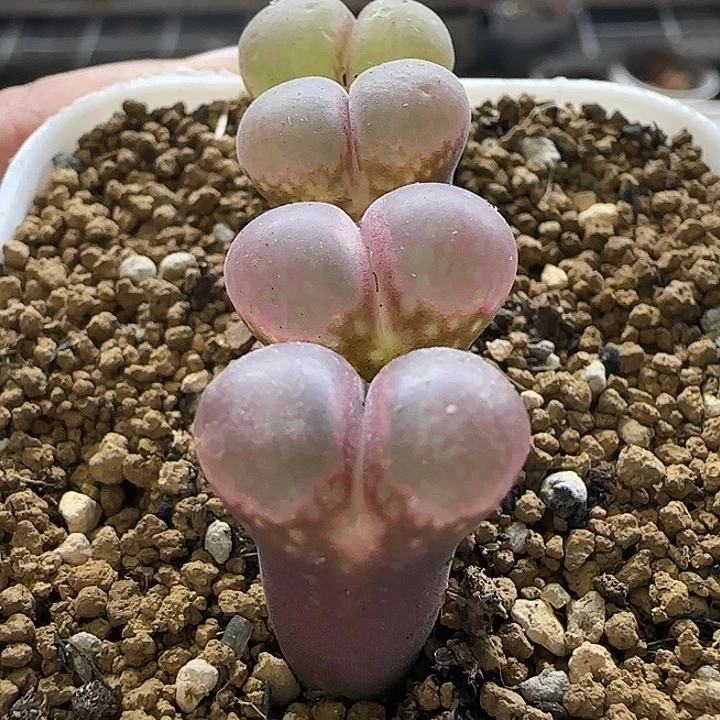 129特选红风铃4颗