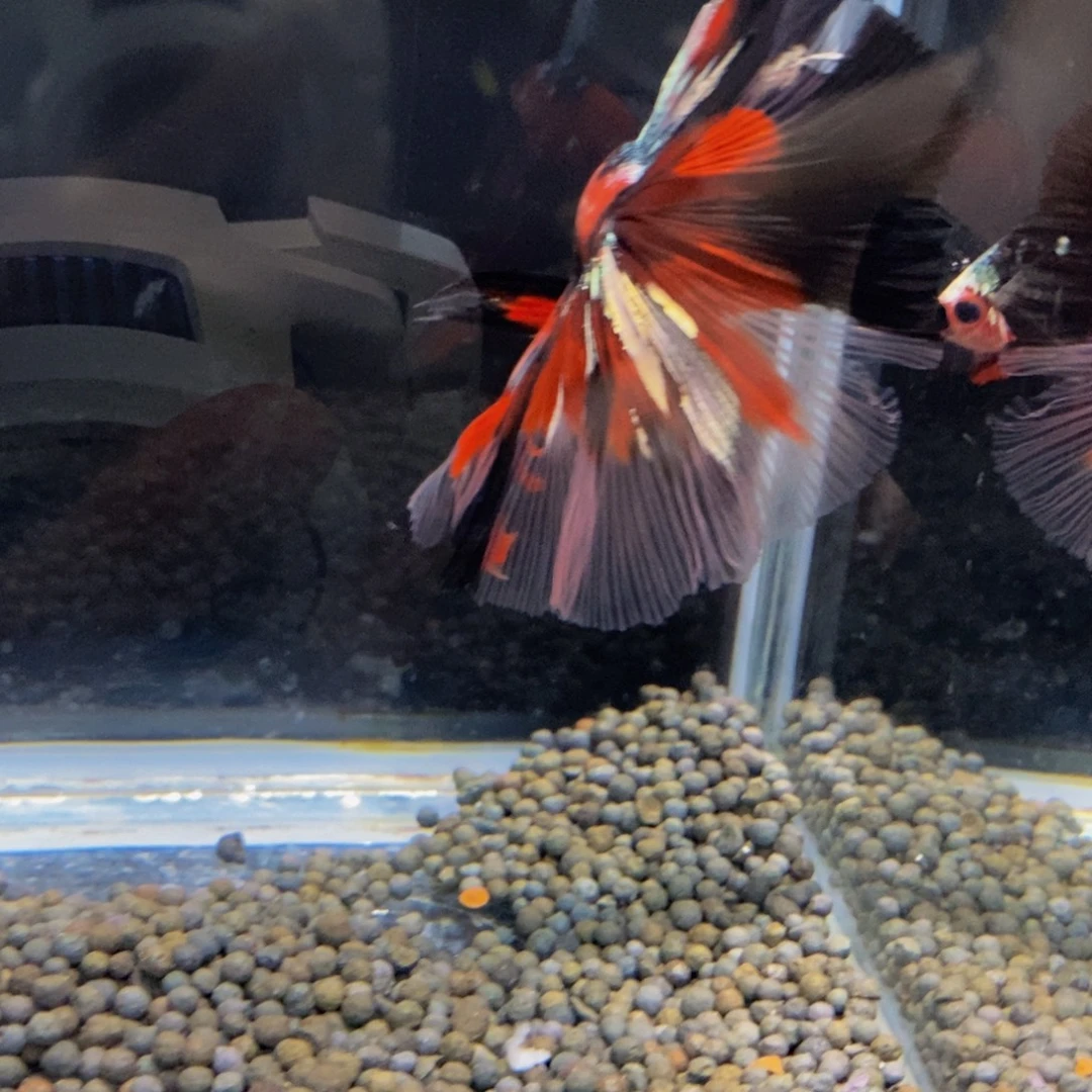 天***鉴斗鱼413巨斗111111