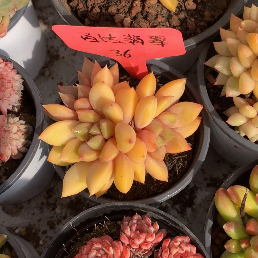 红象牙62622626262662