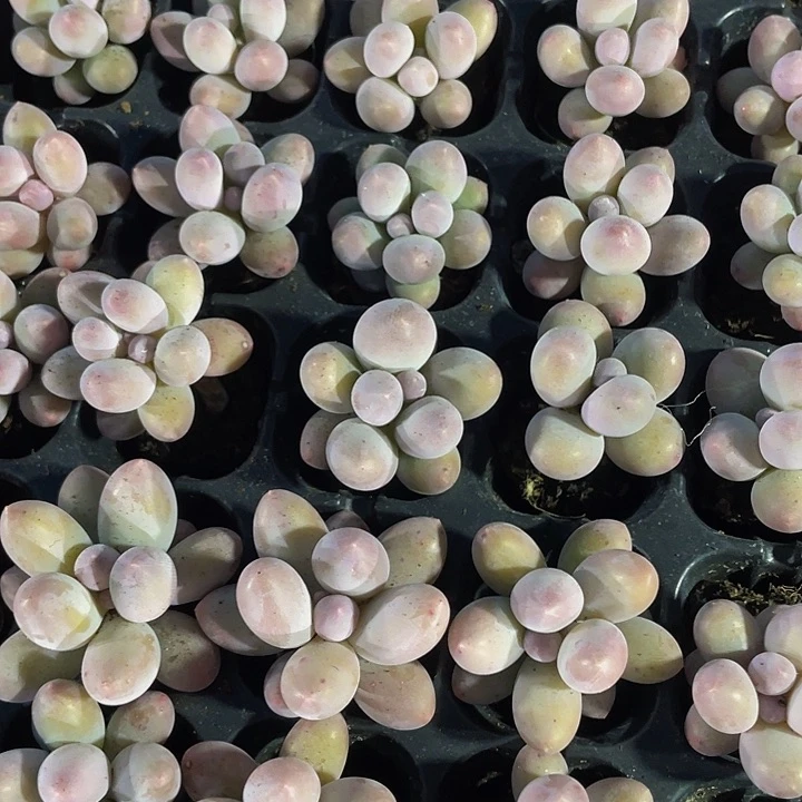 小汤圆1元带土发