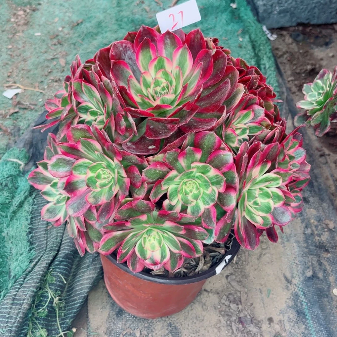 27云荷法师多肉植物