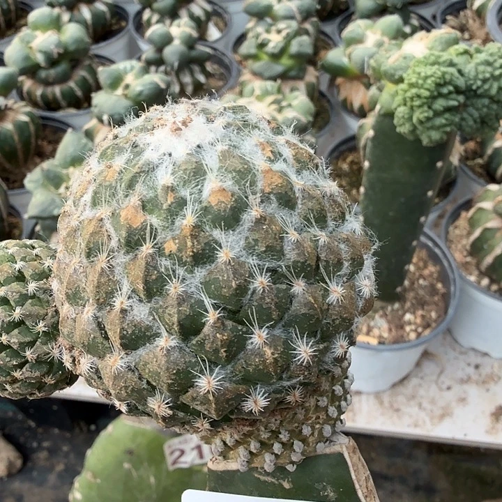 无花朵524银牡丹仙人球