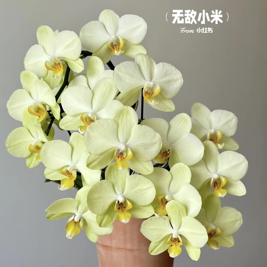 【卡利 多头版】3.5寸蝴蝶兰苗（无花剑）