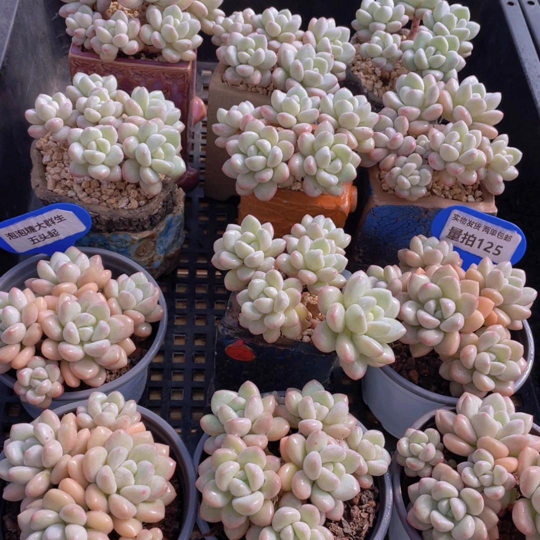 量拍125号 泡泡糖大群生五头起一个