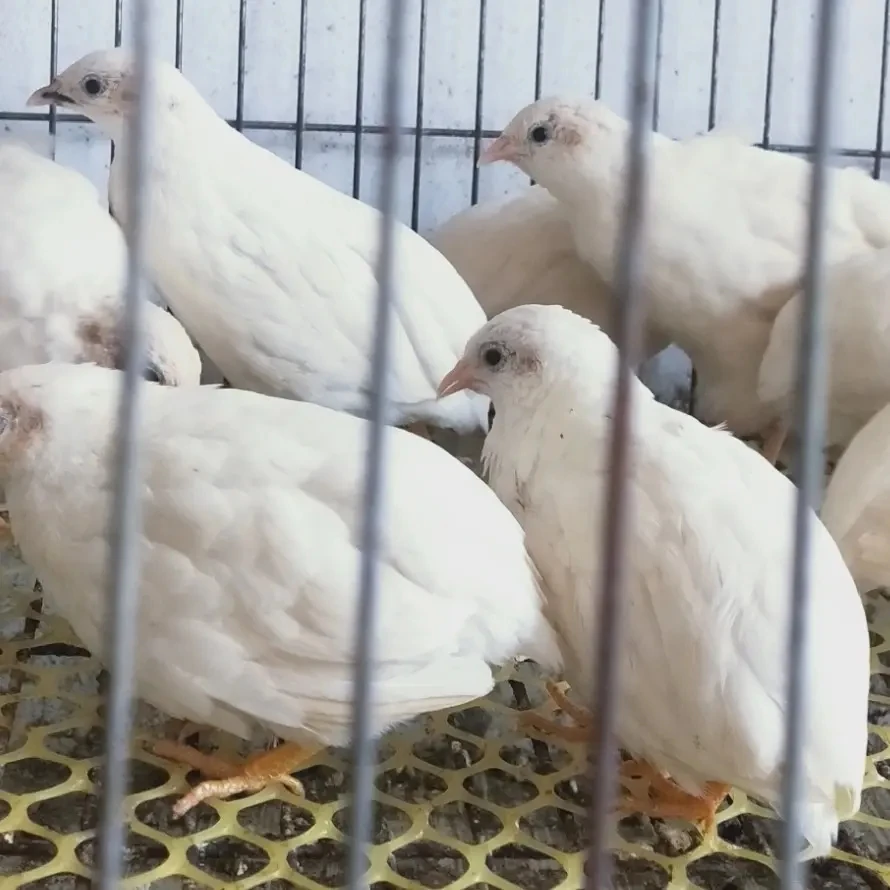 新鲜现发芦丁鸡颜色备注（新疆西藏海南勿拍）