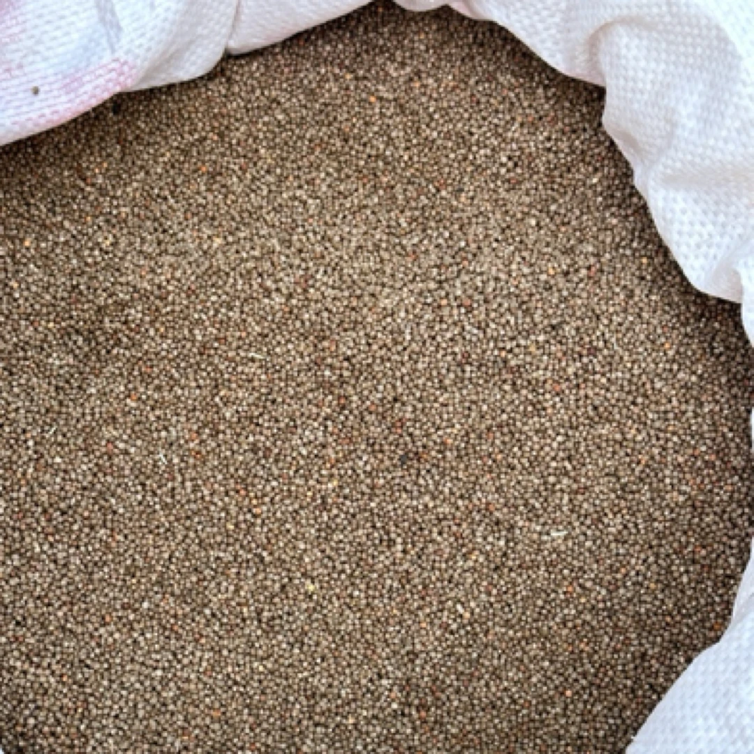 新鲜散装酥子 5斤酥麻子共35斤'(生的）