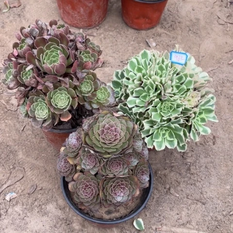 982多肉植物组合，