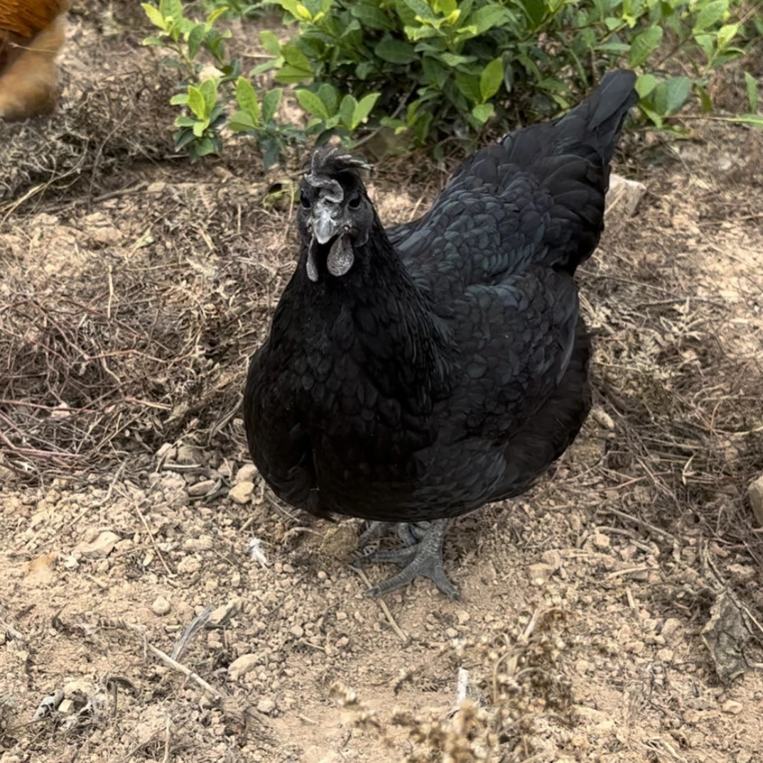 散养跑山鸡(2只乌鸡)