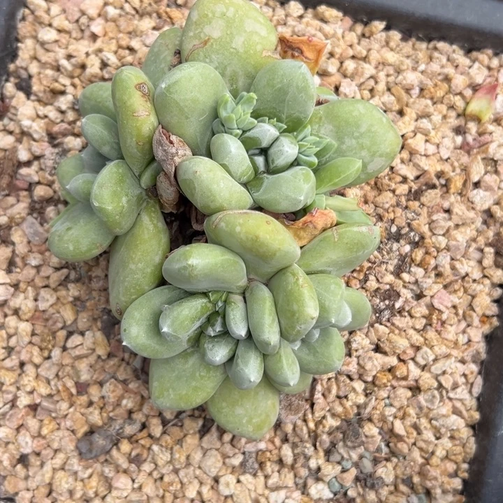 绿拇指杂～一物一拍0682