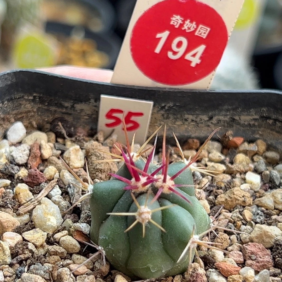 实生伟冠龙2.5cm一棵仙人球