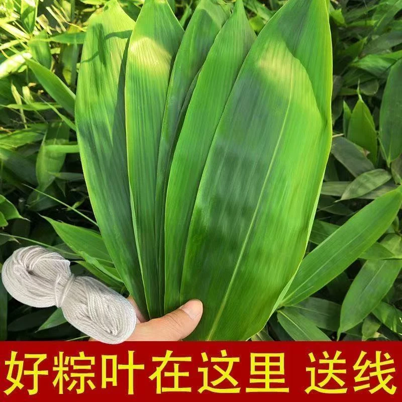 【到手100片】新鲜粽叶端午节包粽子叶专用箬叶 送绳子D