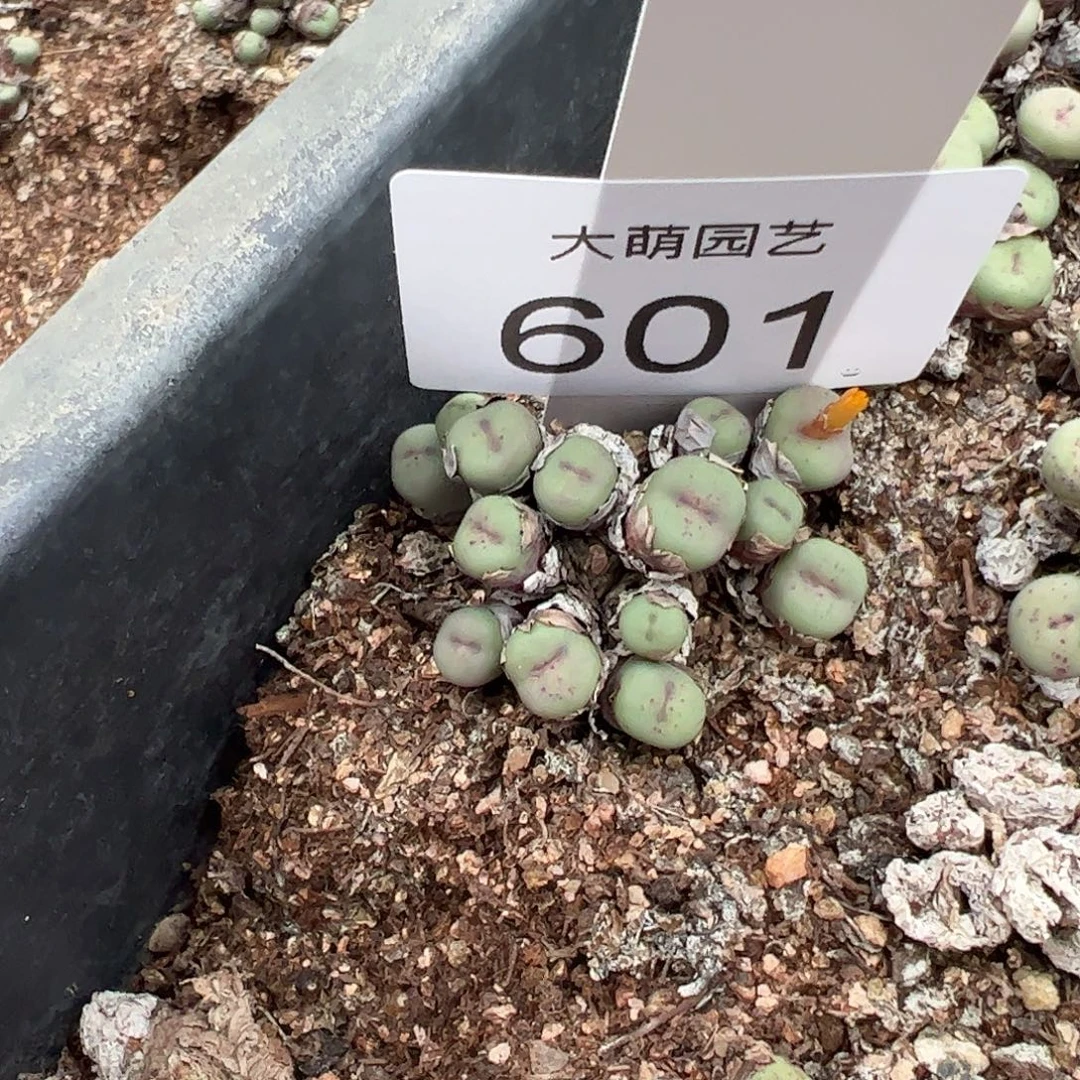 一物一拍脱土发。601