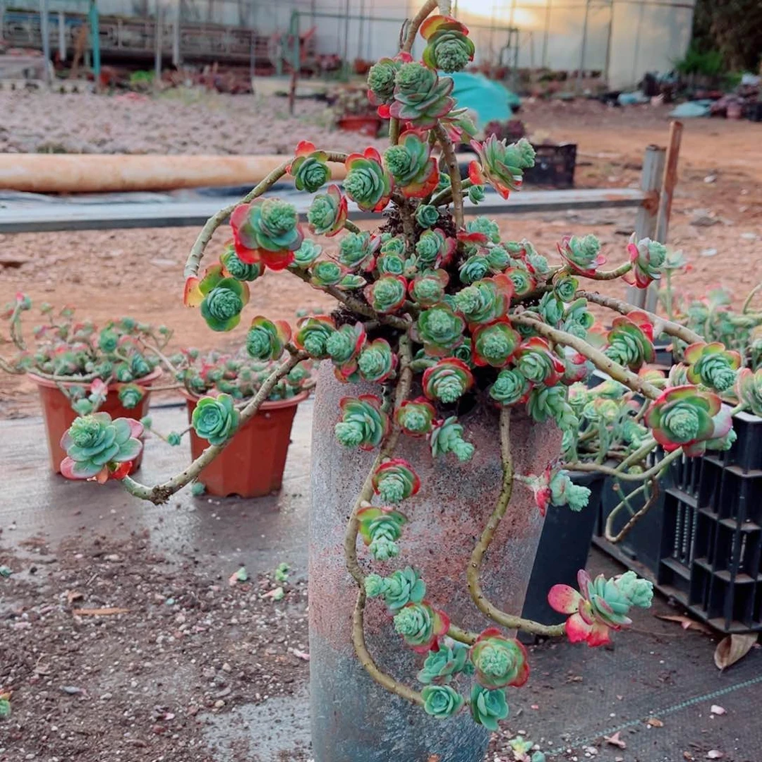 薄化妆一颗大群的