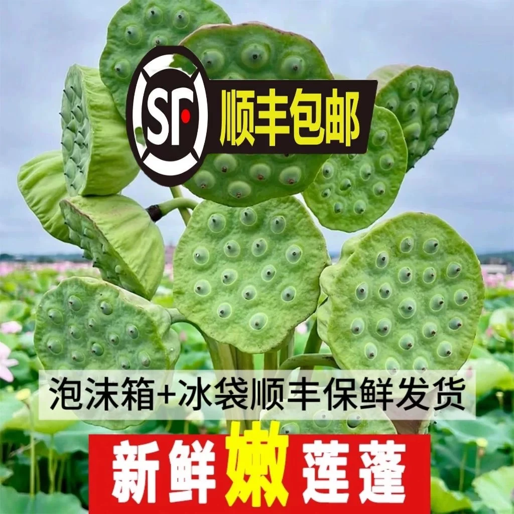 【顺丰包邮】沅江新鲜莲蓬当季水果