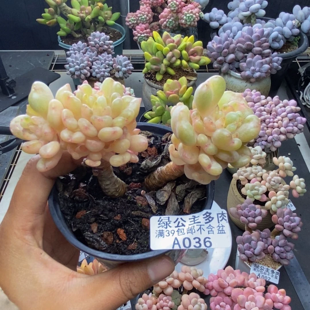 036比尔盖茨多肉7c m