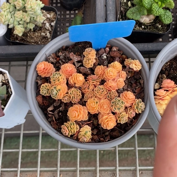 W***e伯克利和格蕾纳等著名音乐家都