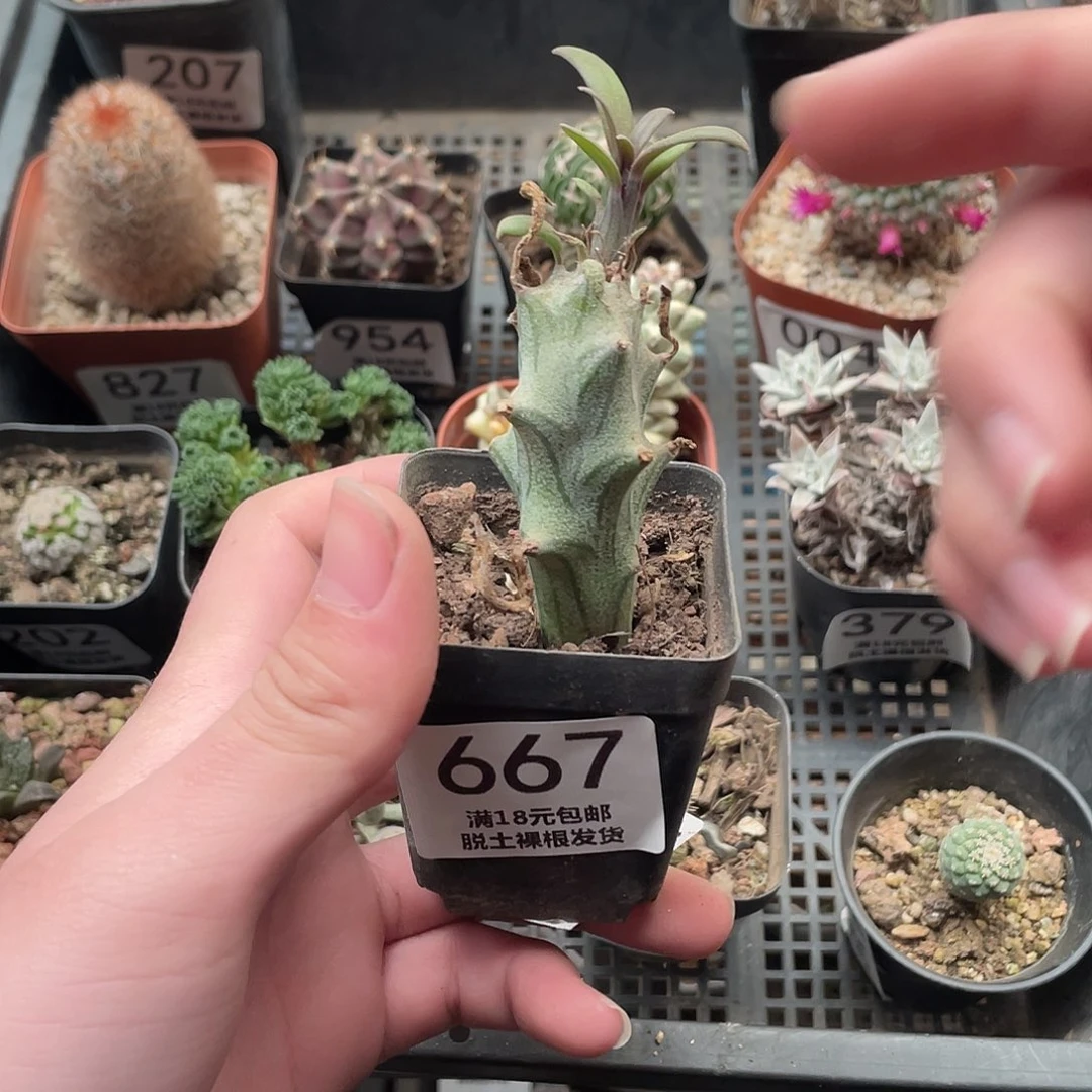 667普西利菊（满18包邮）