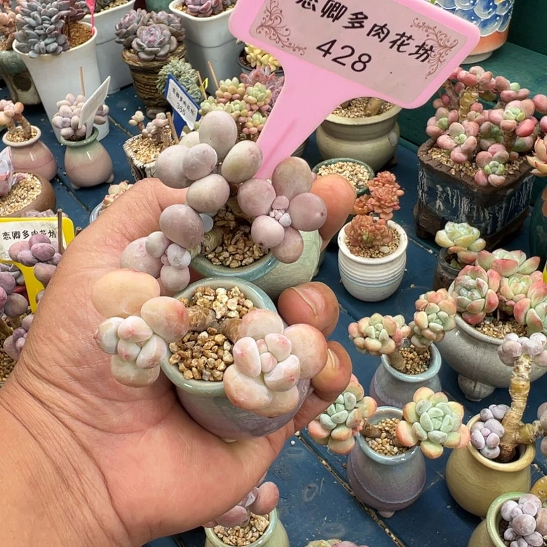 珞***轩428奶系两颗带盆土发