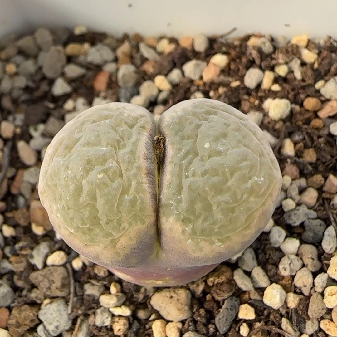 12-21-1-4当天满38包邮紫体白窗大型风铃2.1cm干疤脱土