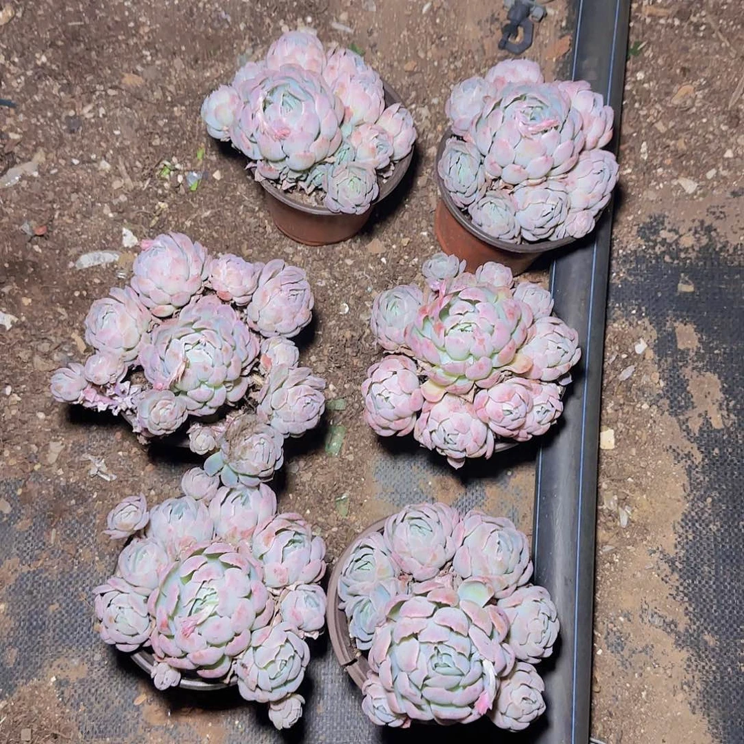 盆栽贝瑞多肉6颗