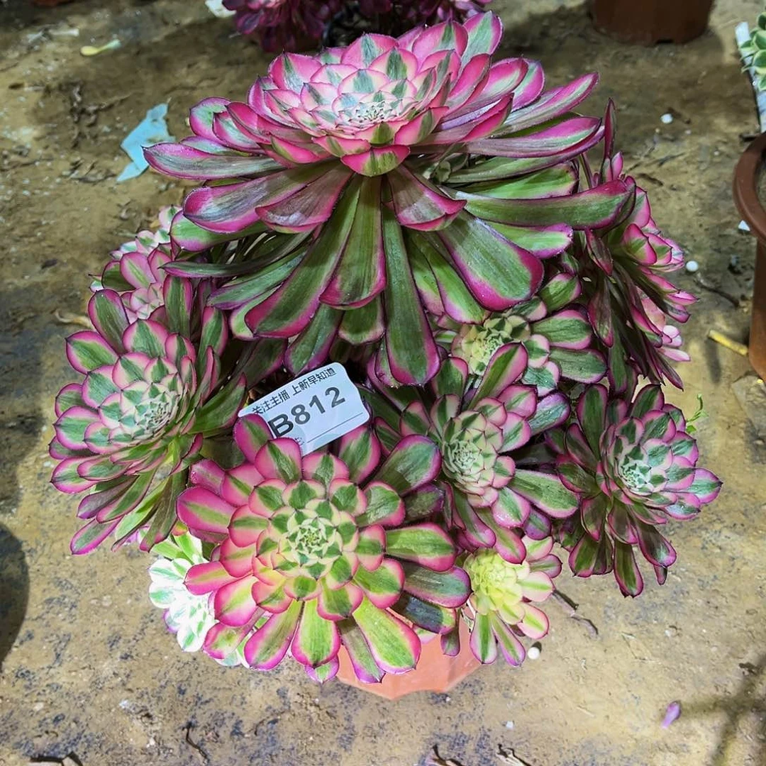 一***待多肉植物812红铜白