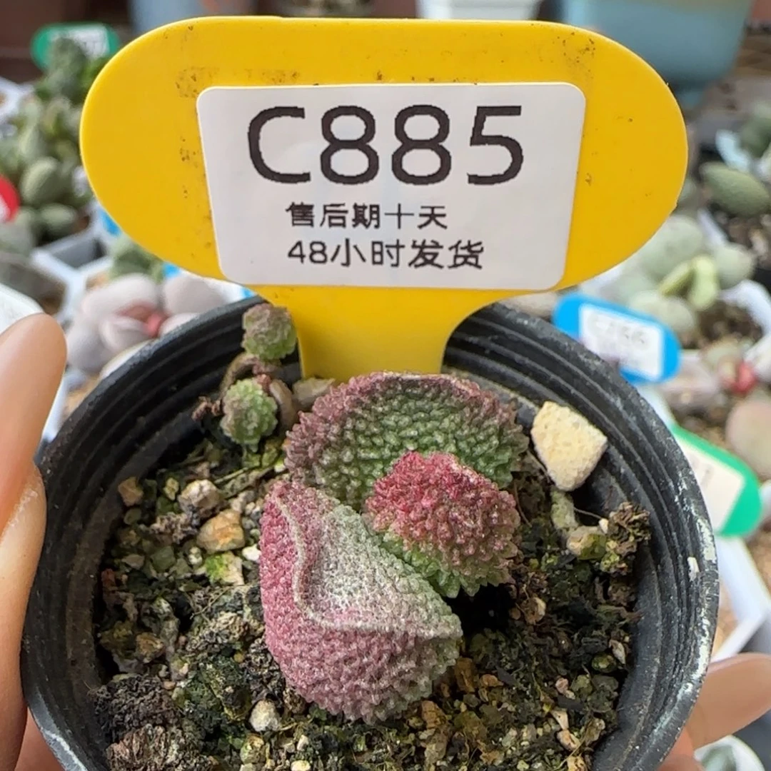 实生。         885。