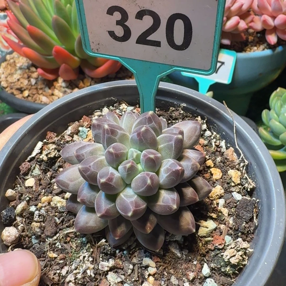 申公豹一物一拍320