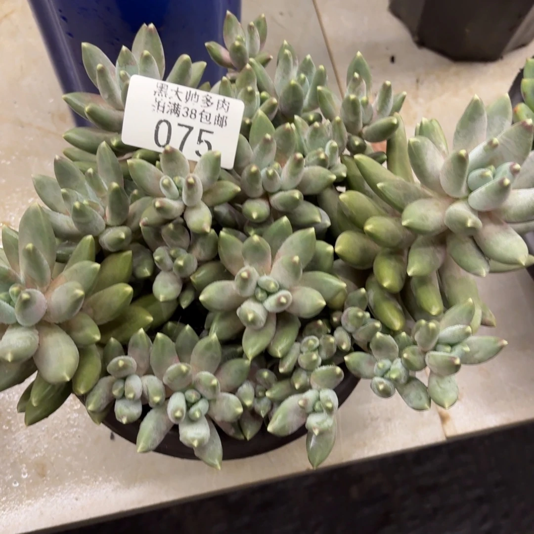 R***曼黑大帅多肉75星空美人