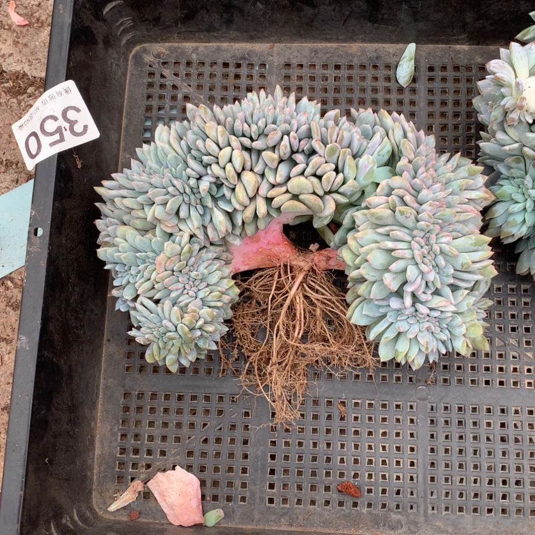 灯****…350橙子缀化多肉植物