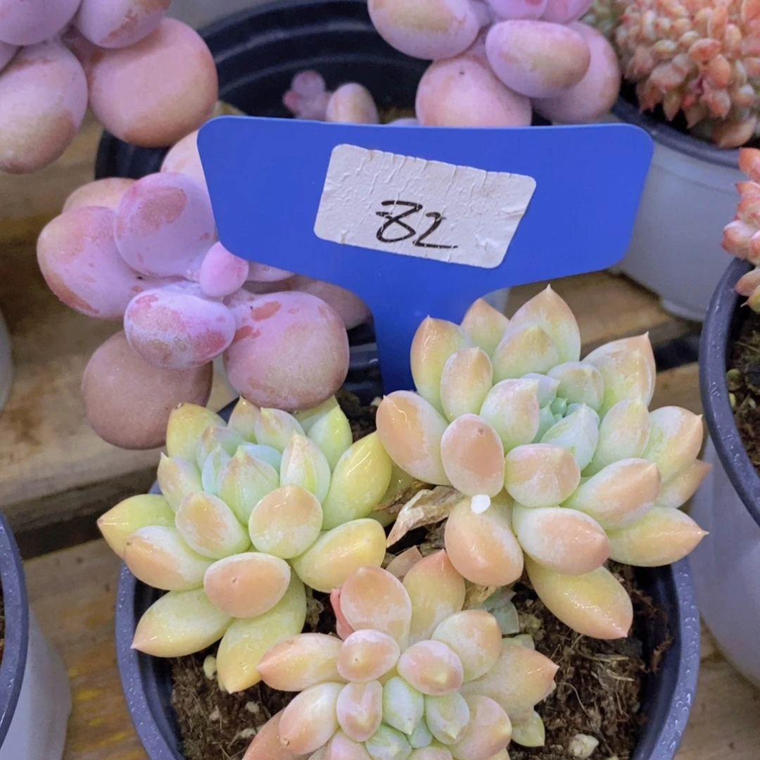 马年见，来日方长，一单包邮