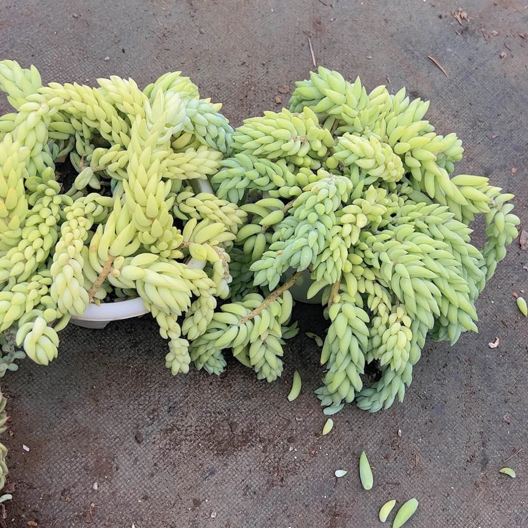 象牙玉坠多头带盆带土