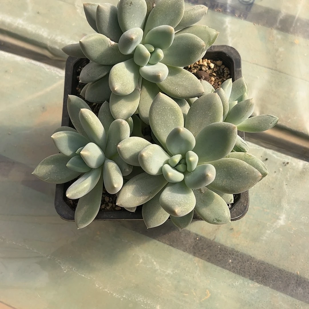 【闪购商品】哥特大群