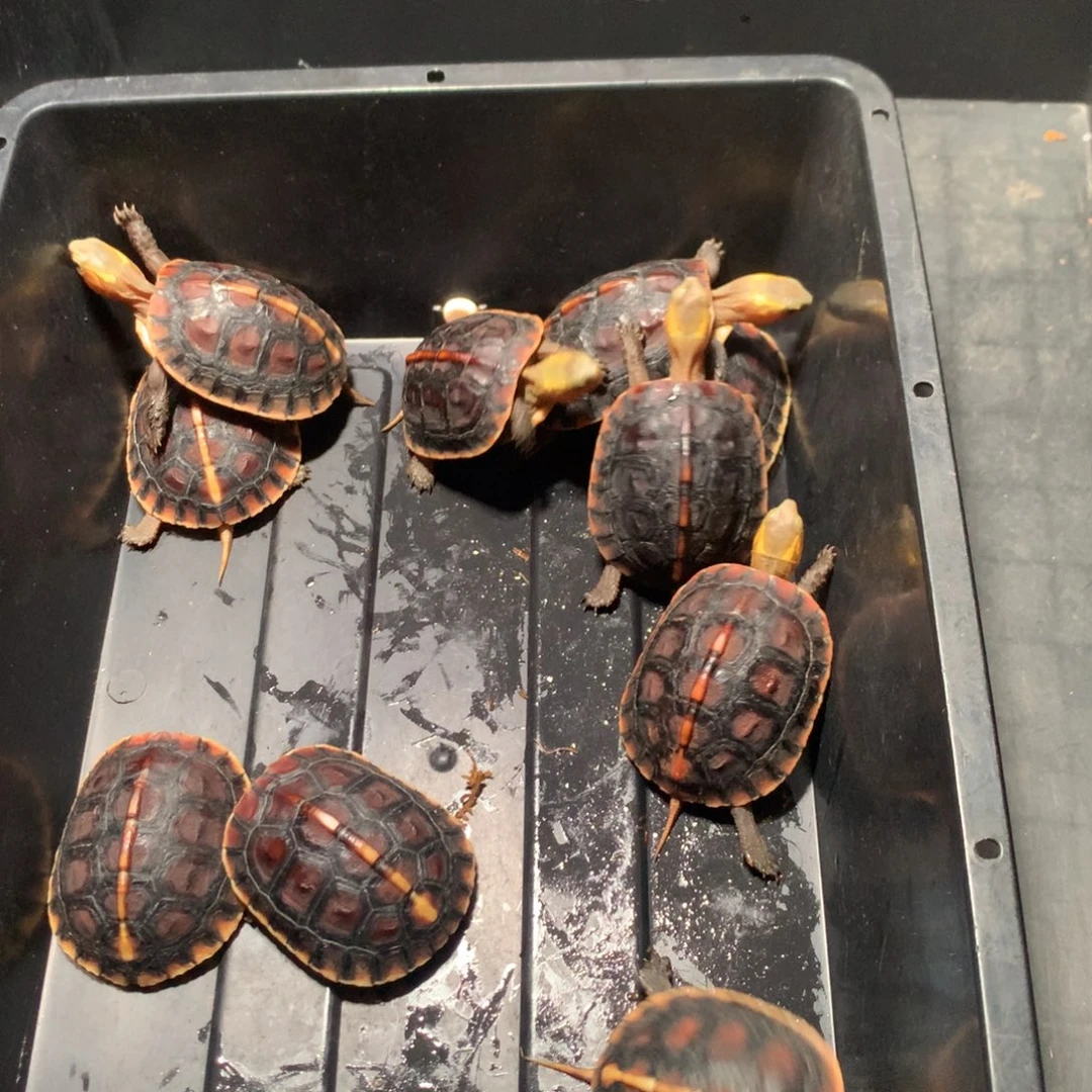 宠物龟不分公母宠物龟
