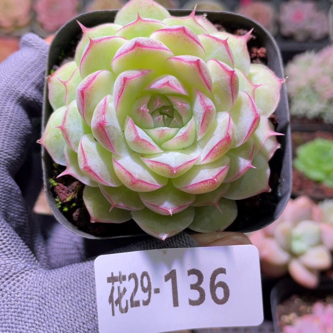 花利美29-136女王