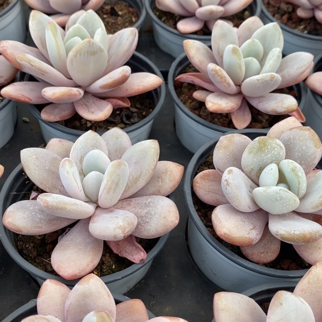 27。粉兔单头。福利多多