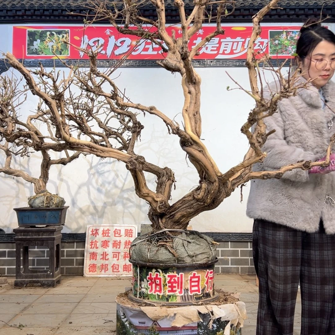 无花朵金银花888888