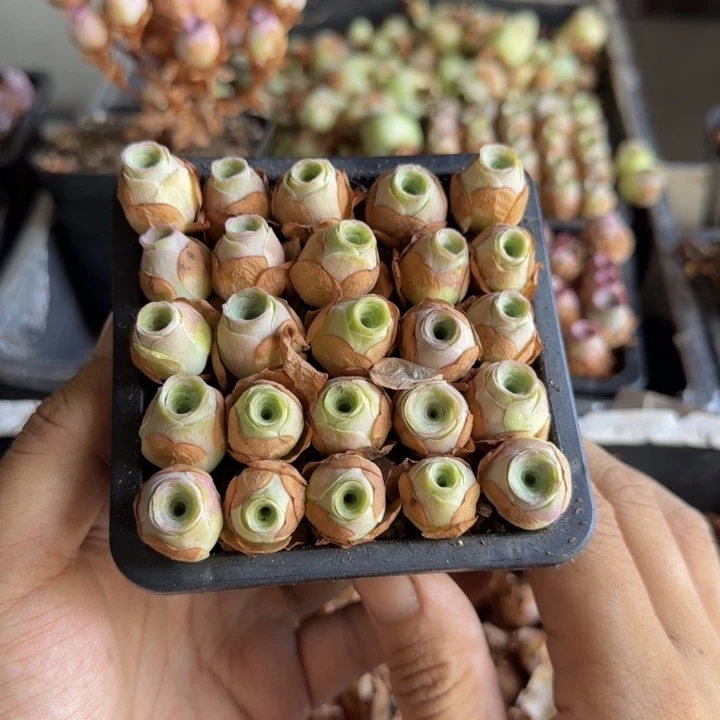 30个山地玫瑰侧芽，上色粉红色