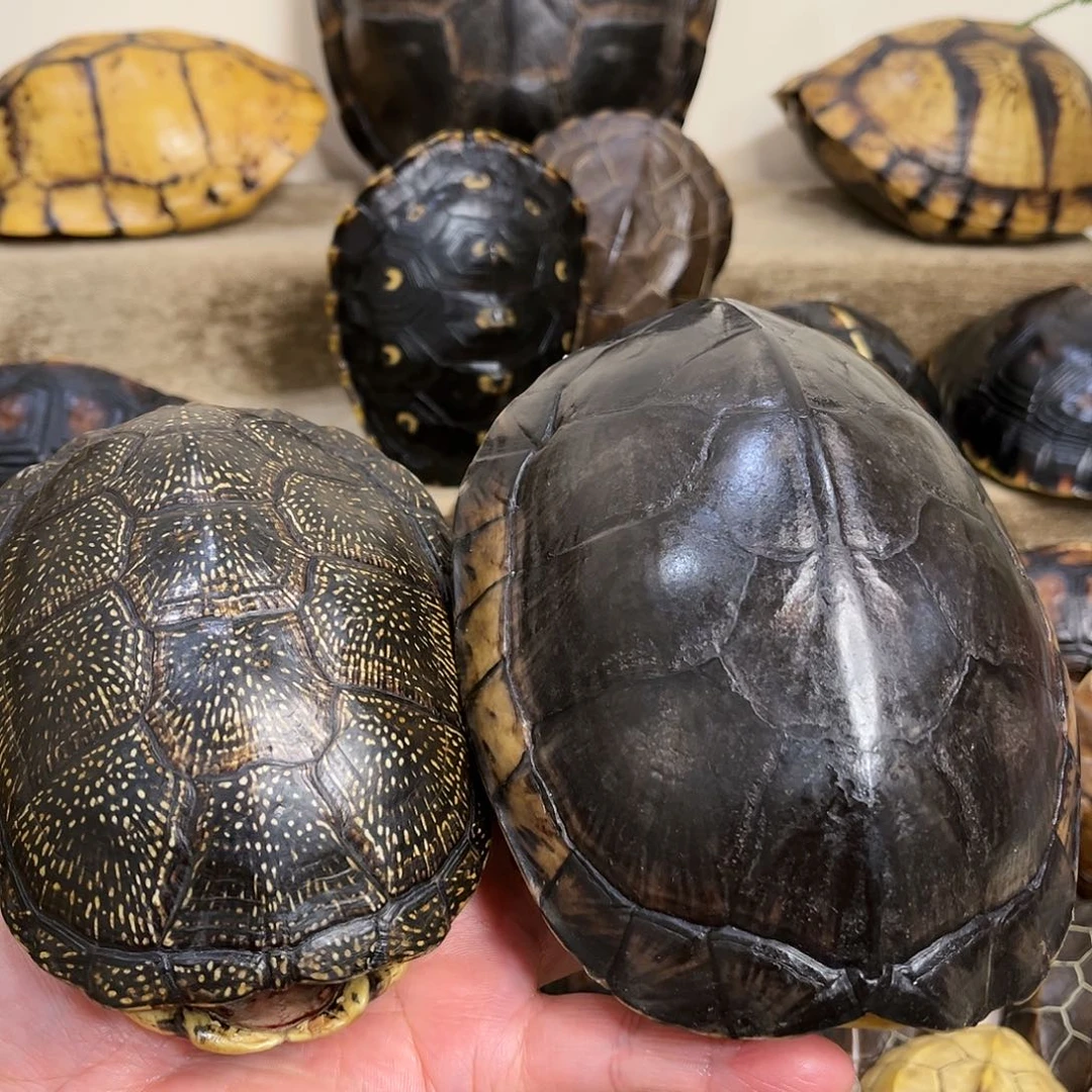 新骨瓷恒*精品龟壳摆件