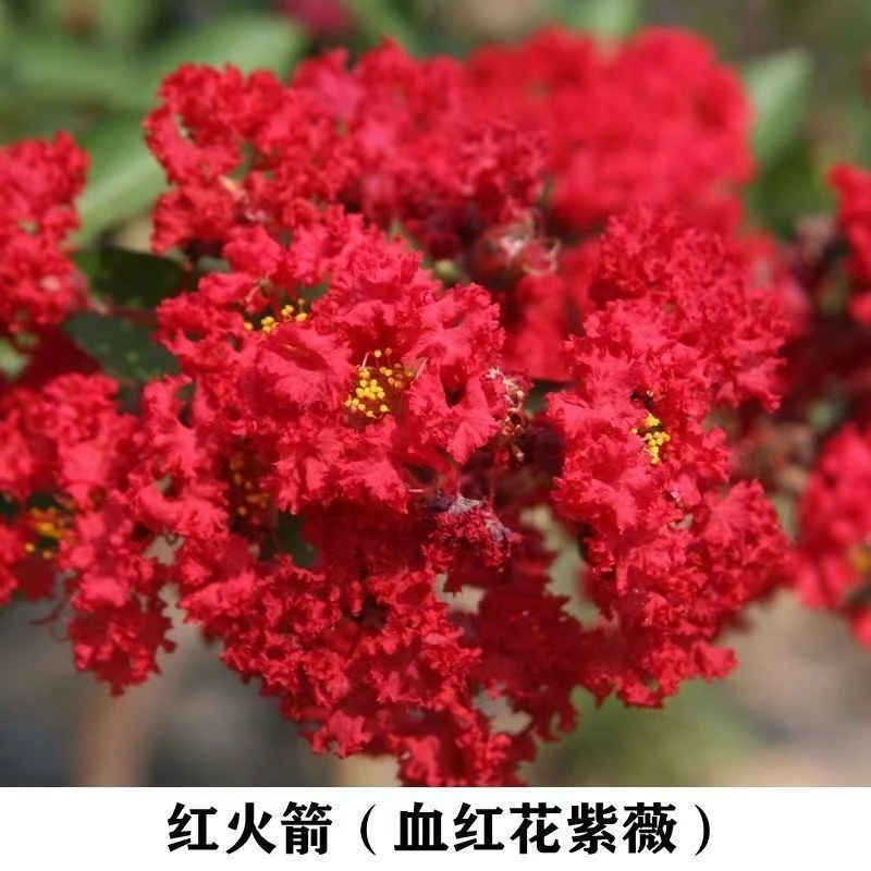 紫薇耐寒花紫薇火箭百日红风景庭院室外四季绿化