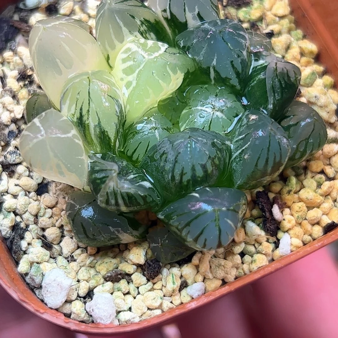 水晶灯锦十二卷多肉植物