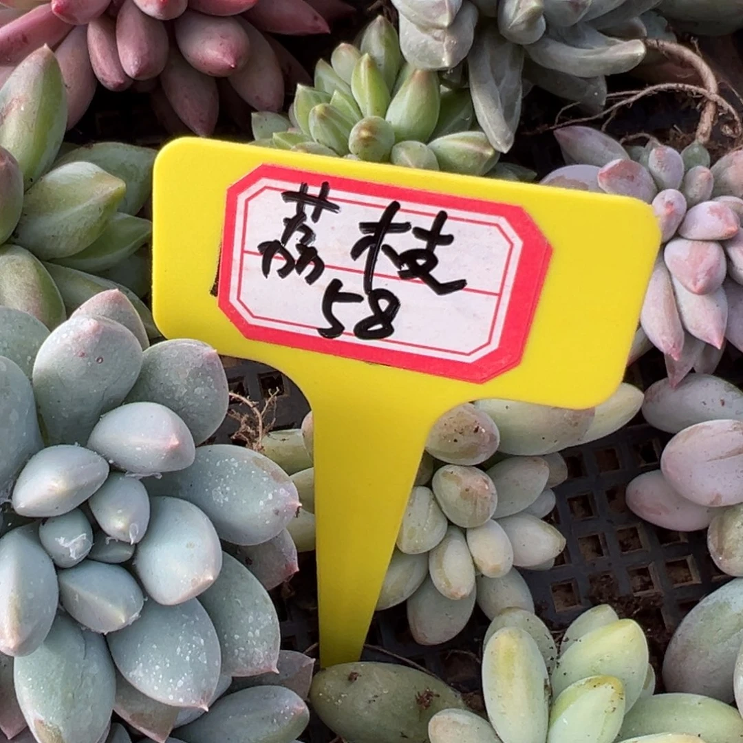 荔****我在等他来给你们打啊电话